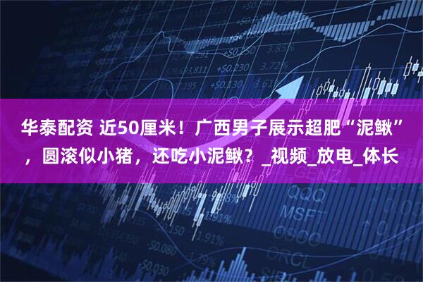 华泰配资 近50厘米！广西男子展示超肥“泥鳅”，圆滚似小猪，还吃小泥鳅？_视频_放电_体长